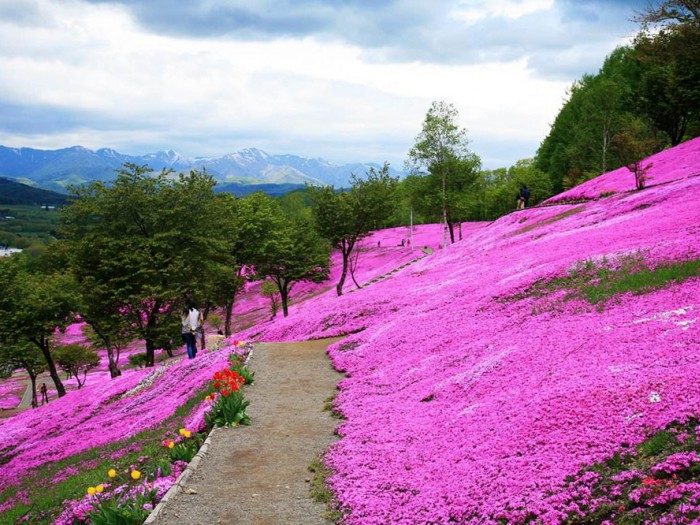 芝櫻花海